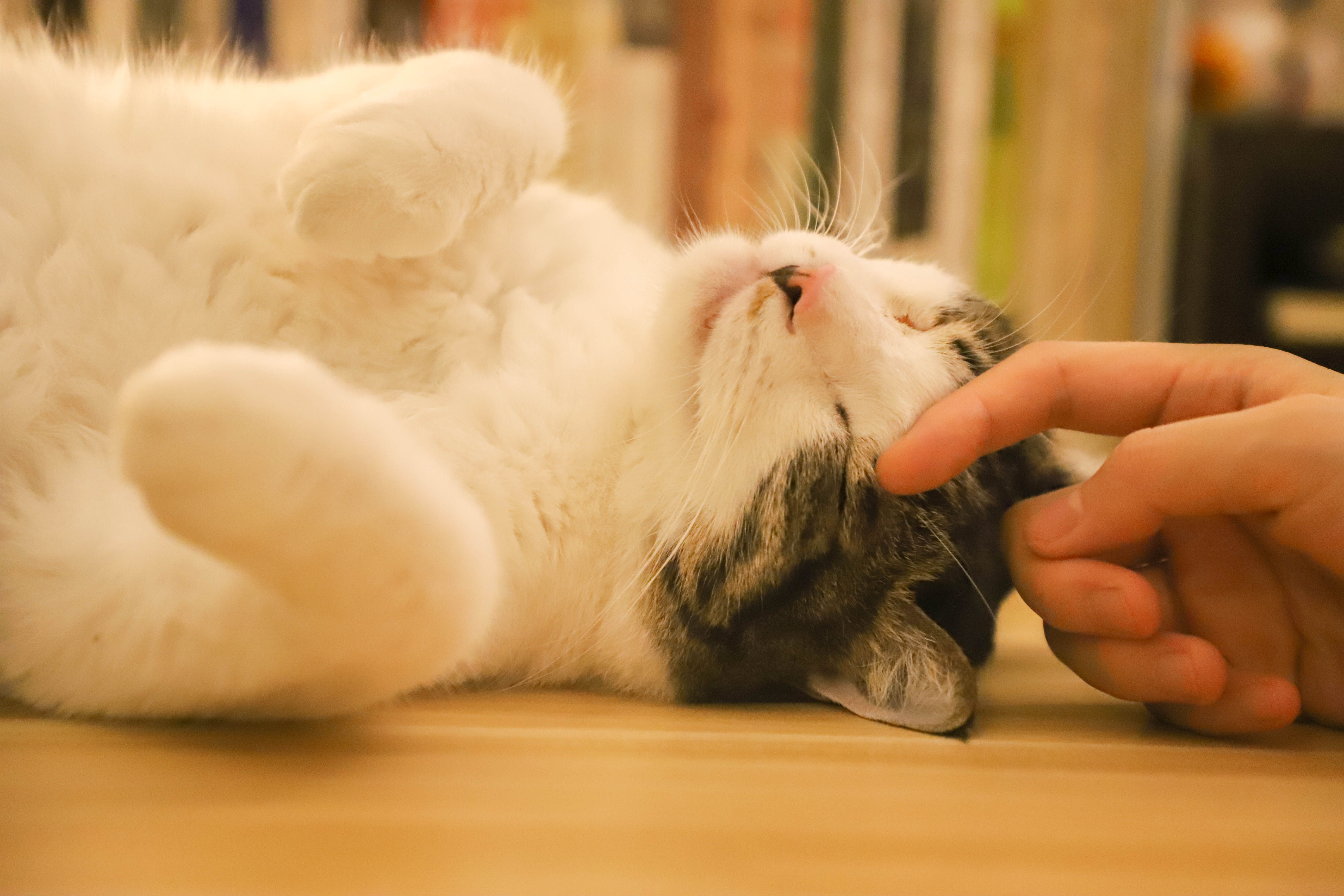 Gatto rilassato mentre viene accarezzato