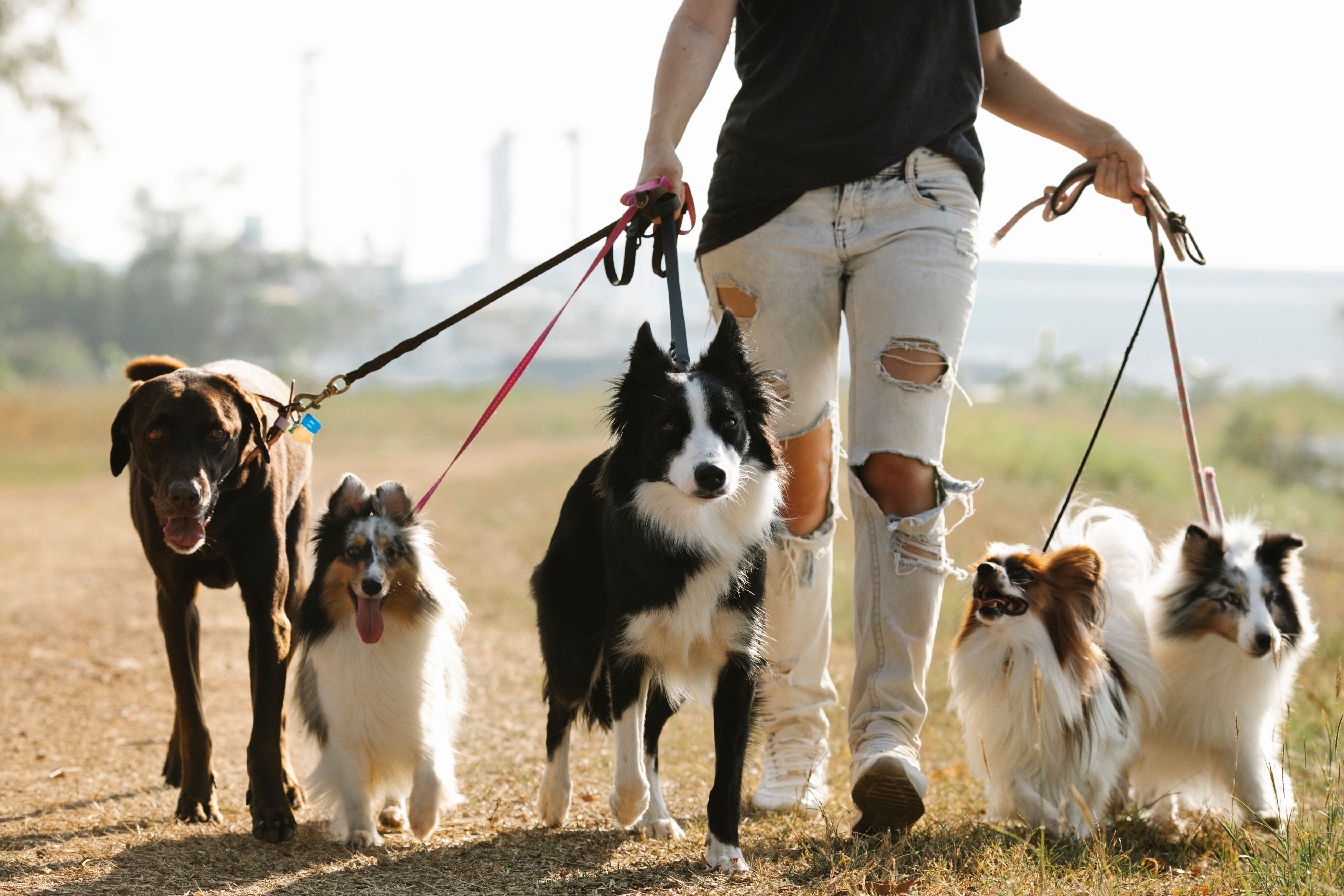 Cane sistemato sul sedile posteriore di un’auto